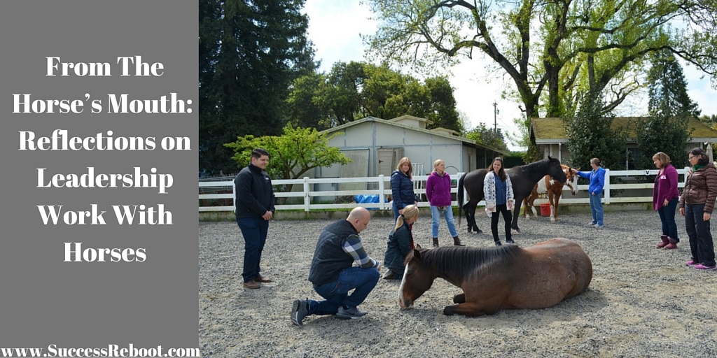 from-the-horses-mouth-reflections-on-leadership-work-with-horses from-the-horses-mouth-reflections-on-leadership-work-with-horses