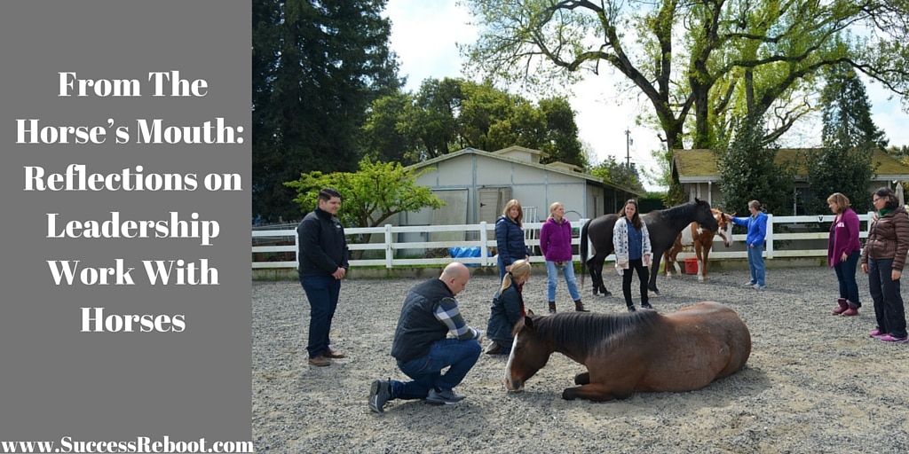 from-the-horses-mouth-reflections-on-leadership-work-with-horses