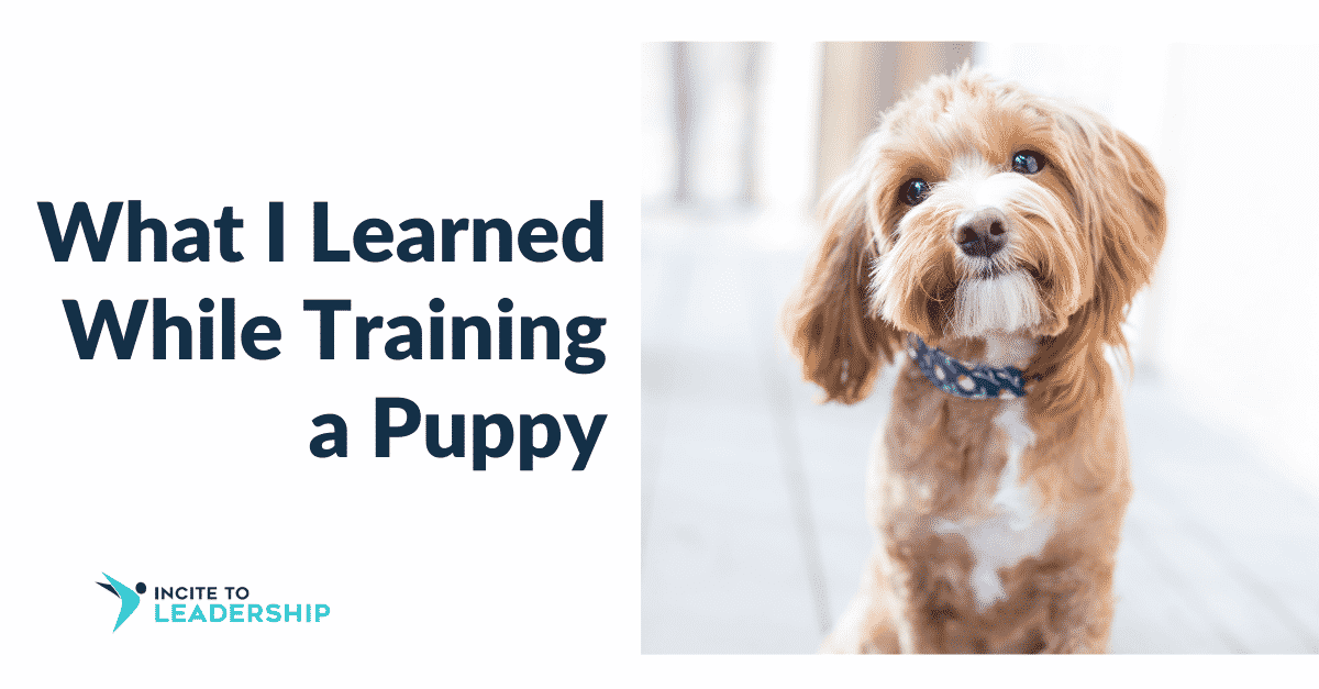 Jo Ilfeld |Executive Leadership Coach|Giving Feedback: What I learned from puppy training