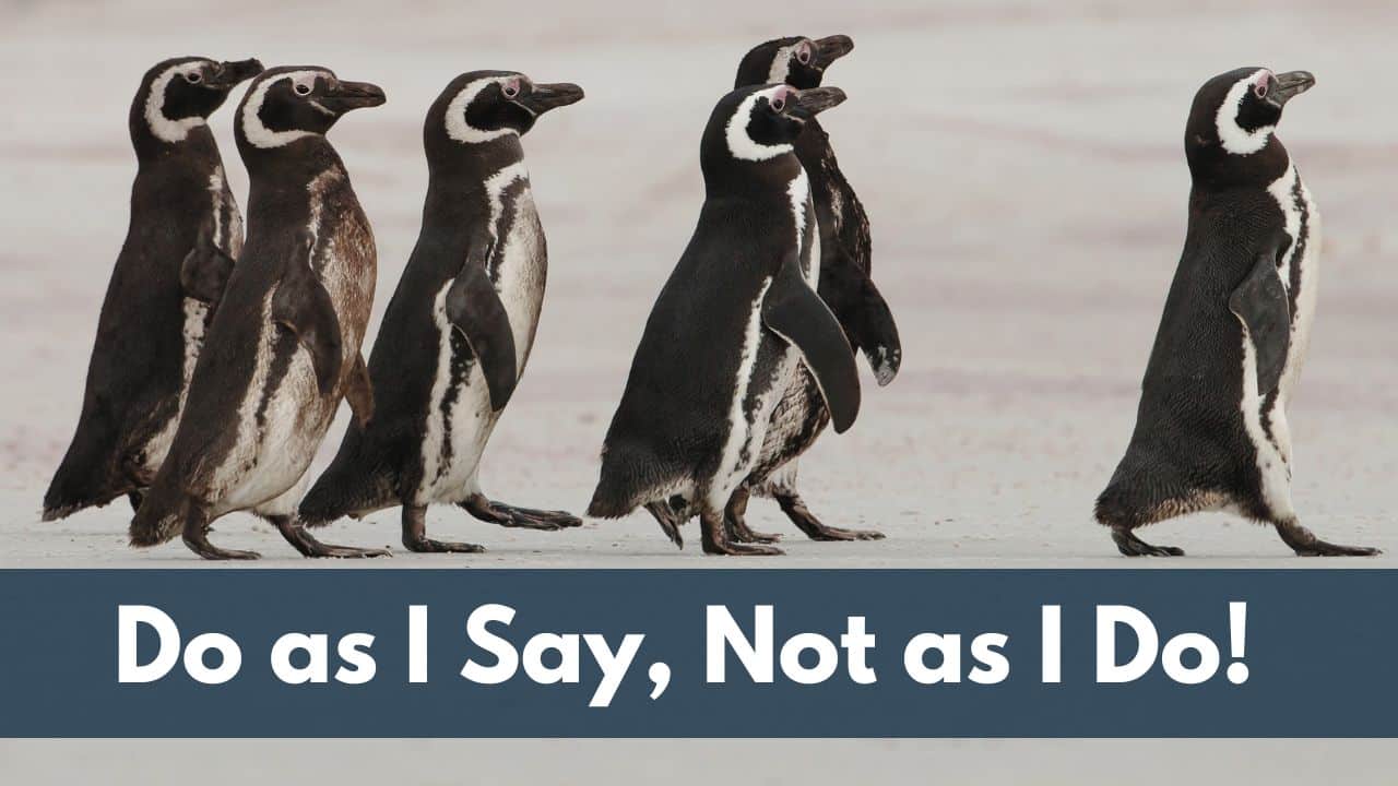 Do as I Say, Not as I Do! For this article by Jo Ilfeld, Executive Leadership Coach on setting a good example the image a group of penguins following the lead penguin.